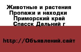 Животные и растения Пропажи и находки. Приморский край,Спасск-Дальний г.